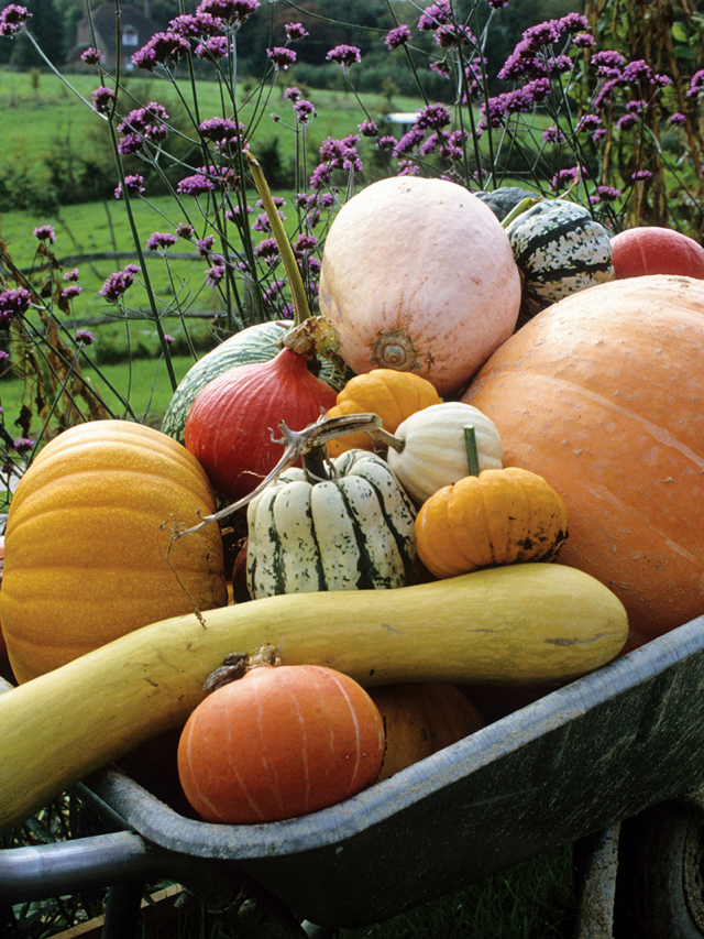 Health benefits of squash you need to know