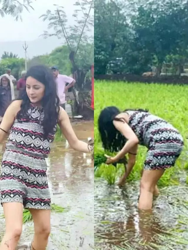 Shehnaaz Gill enjoyed the rain in the village, sowed paddy with the farmers