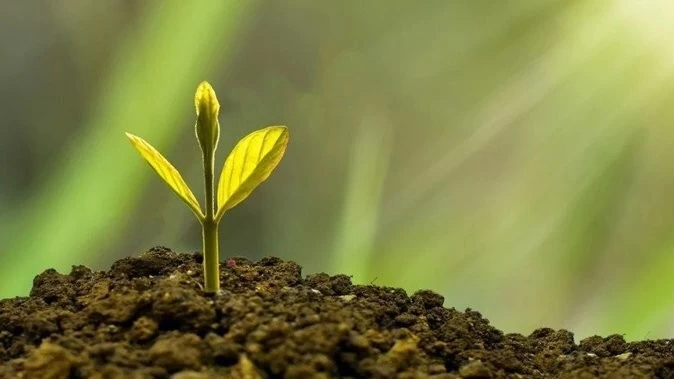 Scientists have grown plants for the first time in the soil brought from the moon, an important achievement in the field of space