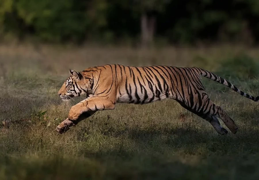 The Largest Wild Cat is about to go extinct.