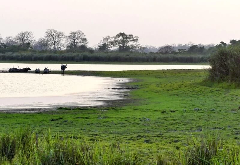 क्यों काजीरंगा नेशनल पार्क के लिए हर साल बाढ़ जरूरी है