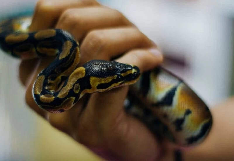 The man who chewed the snake raw, said - it will protect it from corona