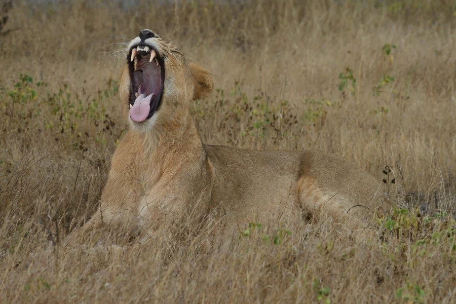The king of the jungle growing in the forest of gir Gujarat, the Prime Minister expressed happiness