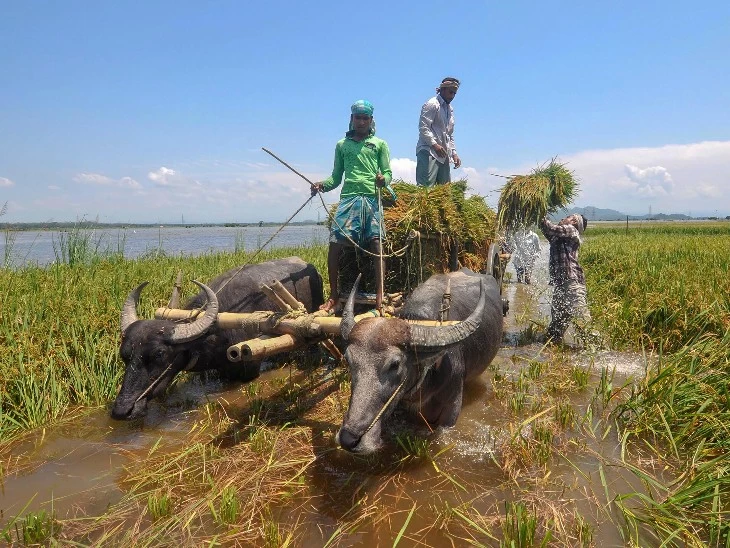 33 में से 30 जिलों में बाढ़: जितना बड़ा गोवा, उतनी खेती की जमीन तो बाढ़ में ही खराब हो गई; हर साल 200 करोड़ का नुकसान अलग से