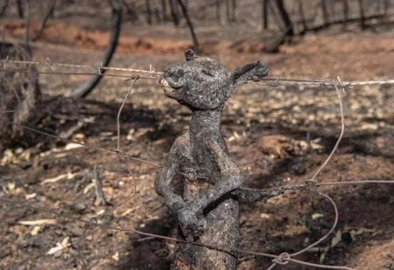  जंगल की आग में 50 करोड़ जानवरों की मौत, दिल दहला देने वाली है तस्वीरे 