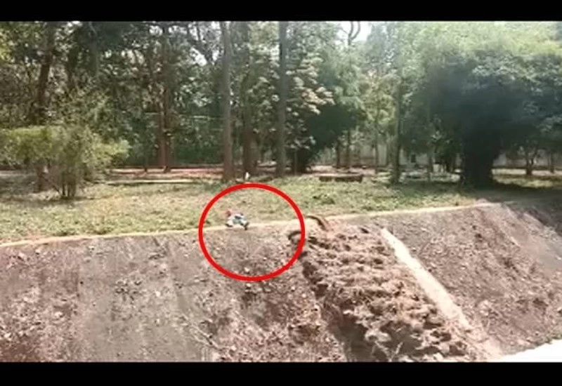 बाघिन के पास जाकर करने लगा प्रणाम, चंद सेकंड में काम तमाम