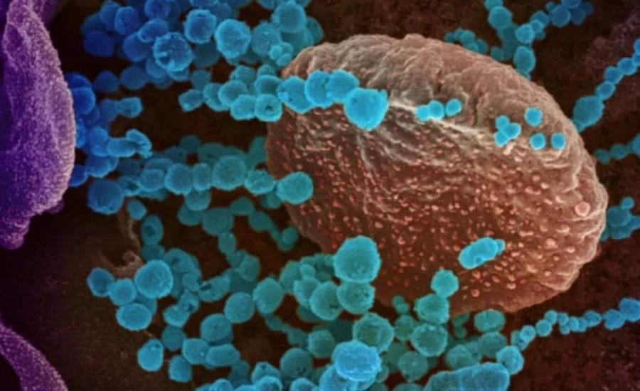 Corona virus new variants may emerge in future worldwide