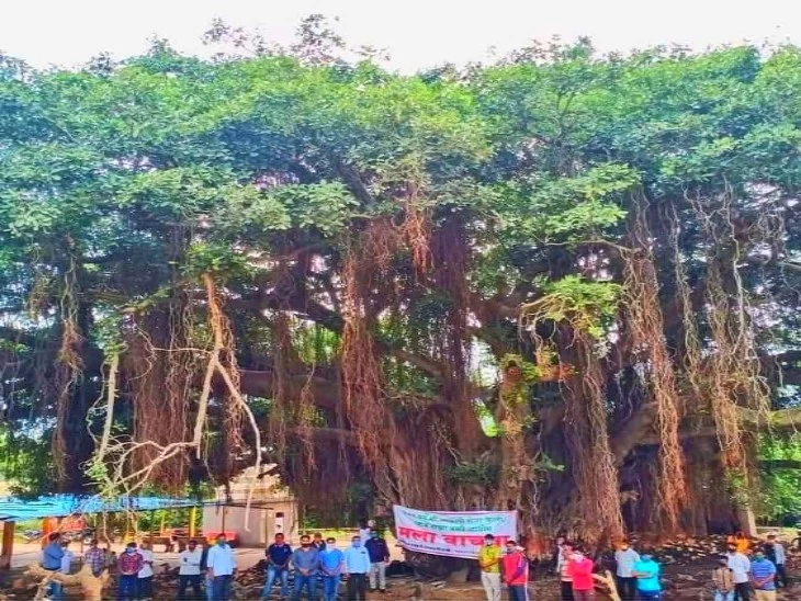 महाराष्ट्र के सांगली में 400 साल पुराना पेड़ कटने से बचाने के लिए गांववाले इससे चिपक गए