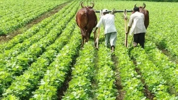 बिहार के 3.96 लाख किसानों को मिला 200 करोड़ का कृषि अनुदान