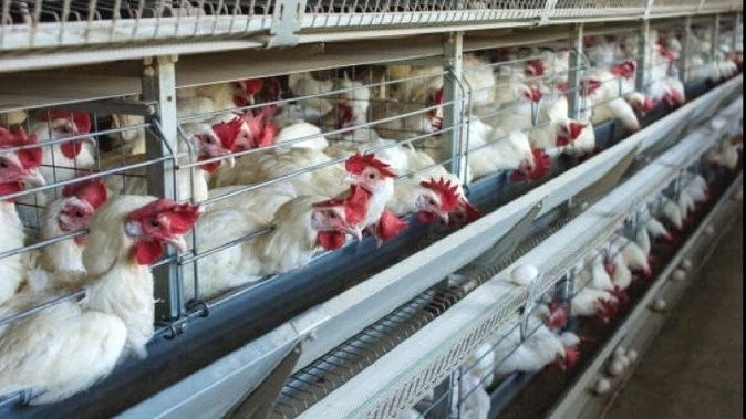 खेत में 100 मुर्गियां मिलीं मृत, अब 25 हजार से ज्यादा पक्षियों को मारा जाएगा