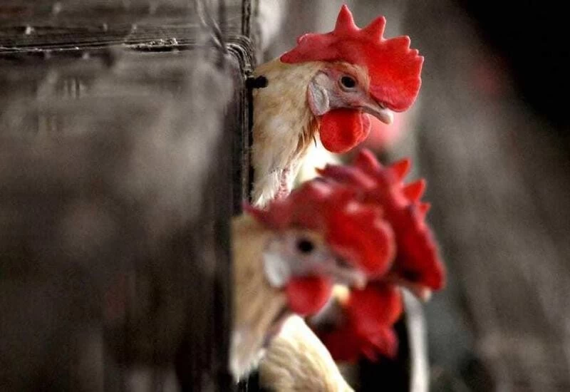 Delhi, Maharashtra confirm bird flu cases as over 800 dead birds test +ve