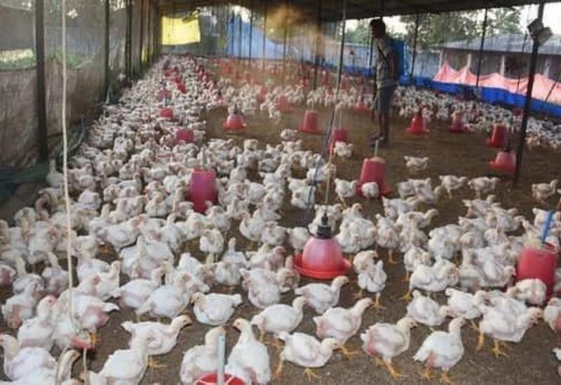 Bird flu confirmed in 17 Rajasthan districts: Animal Husbandry Department