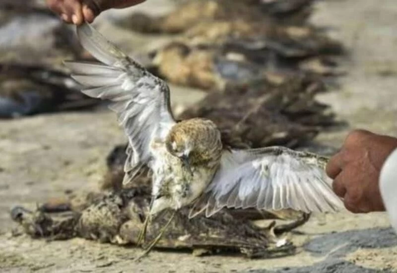 राजस्थान की सांभर झील में 10 दिनों के अंदर 17,000 प्रवासी पक्षियों की मौत