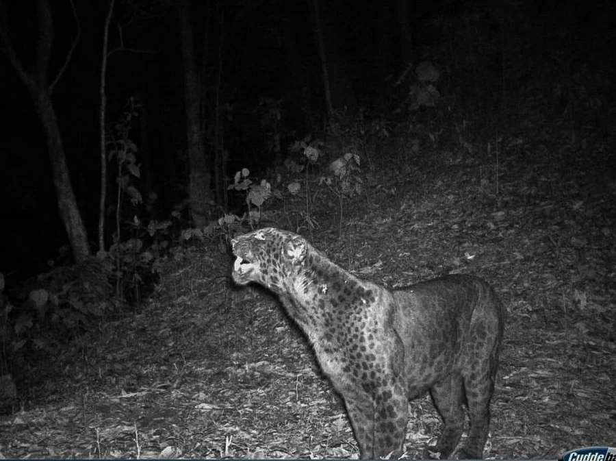 Rare black panther spotted in West Bengal, pic surfaces