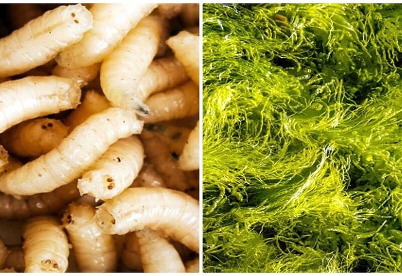 Scientist claims - food crisis will come in future, humans will be forced to eat larvae of insects