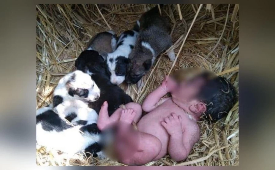 छत्तीसगढ़ में खेत में छोड़ी गई नवजात बच्ची की रातभर रखवाली करती रही कुतिया