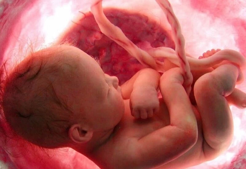 यहां बच्चा पैदा होते ही गर्भनाल नोचकर खा जाती है मां, हैरान कर देने वाली है वजह