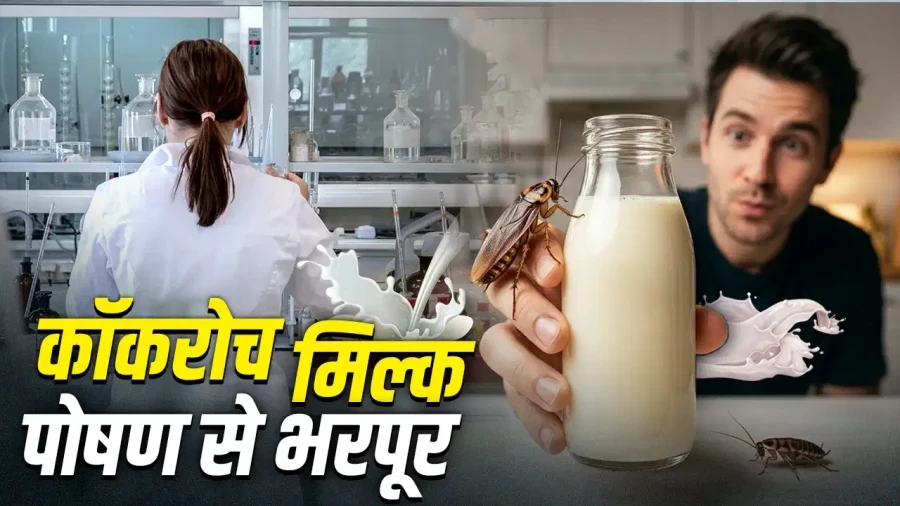 कॉकरोच मिल्क: रेड मीट और भैंस के दूध से भी ज्यादा ताकतवर, जानिए इसके पोषक तत्व