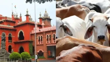 Madras High Court: Complete Ban On Cow And Calf Slaughter In Tamil Nadu On Bakrid