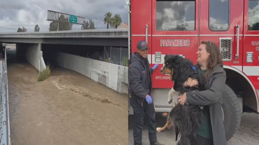Dog swept away in USA floods rescued from storm drain thanks to Apple AirTag