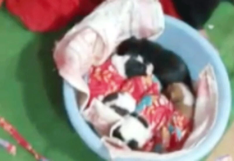 एक कुतिया से पैदा हुए 5 बच्चे, तो पूरे गाँव ने मनाया बैंड-बाजे के साथ जश्न