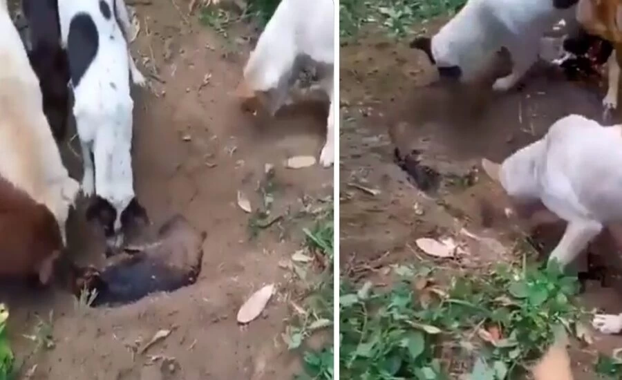 Dead dog was cremated by other dogs like this, you will be emotional after  watching the