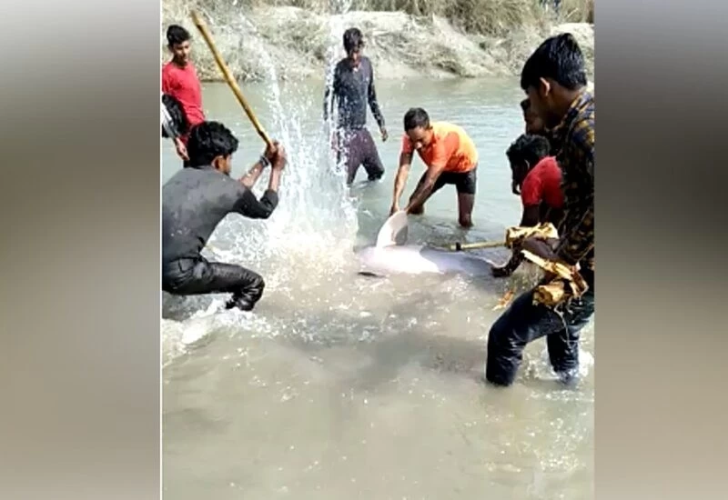 इंसानियत को शर्मसार करने वाला वाकया, डॉल्फिन को देखकर लाठी-कुल्हाड़ी से वार कर मार डाला