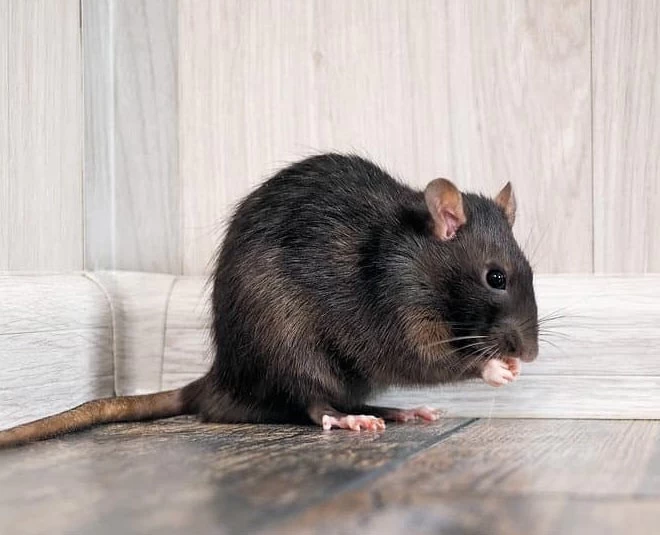 घर में चूहों से परेशान हैं तो इन उपायों से छुटकारा पाएं