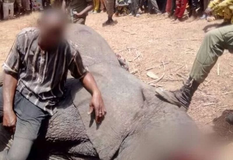 Villagers killed the elephant and fed the entire village by killing the elephants.