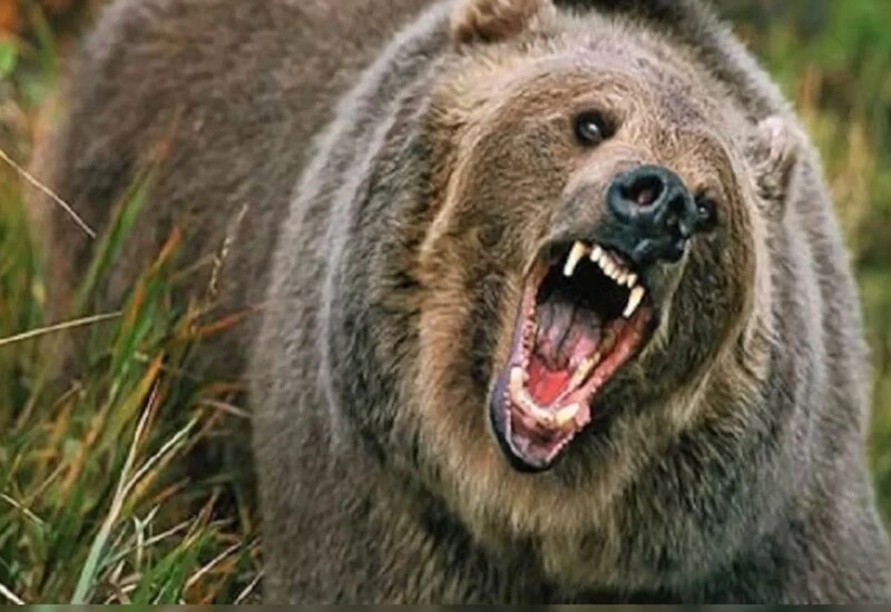 A bear ate after killing a tourist in front of 3 friends
