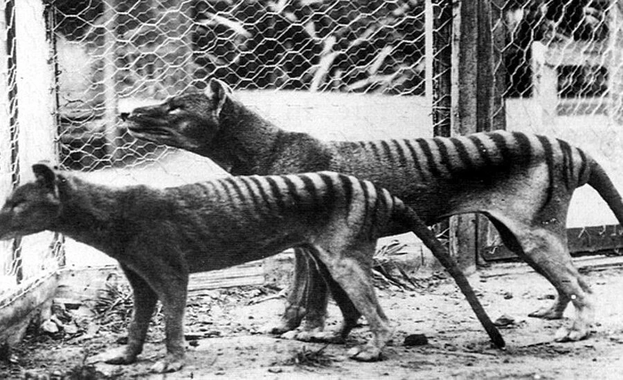 Which has been extinct 85 years ago, half dog-like and half tiger-reappeared