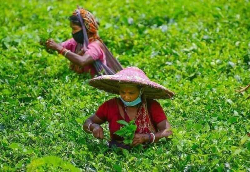 These countries have now returned India's tea leaves, said it has more