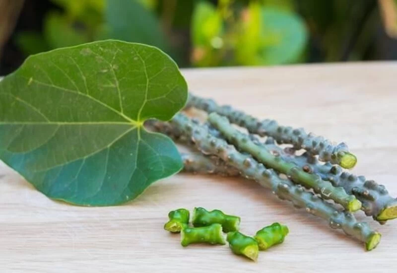 Misleading: Centre on study claiming 6 patients suffered liver damage due to Giloy use