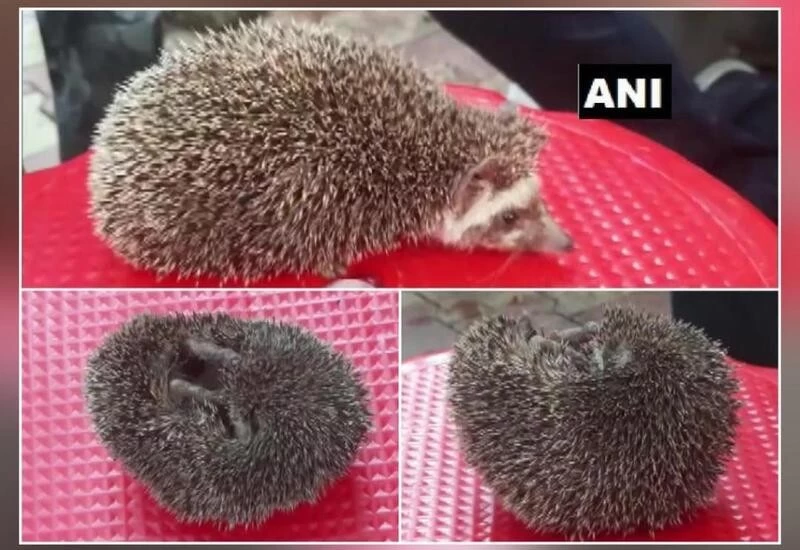 Rare species of hedgehog found in Gujarat residential area