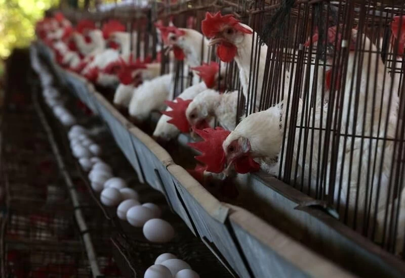 Maha farmer kills 1.75L birds, destroys 9L eggs amid coronavirus scare