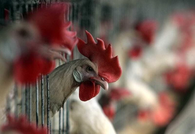 What does WHO say about eating chicken, eggs amid bird flu scare?