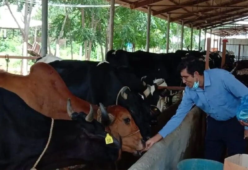 US से जॉब छोड़कर लौटा, फिर खरीदी 20 गाय, अब कमा रहा 44 करोड़ सालाना