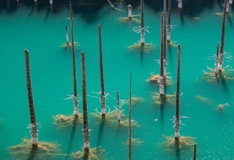 The world's most peculiar lake, where the entire forest is underwater