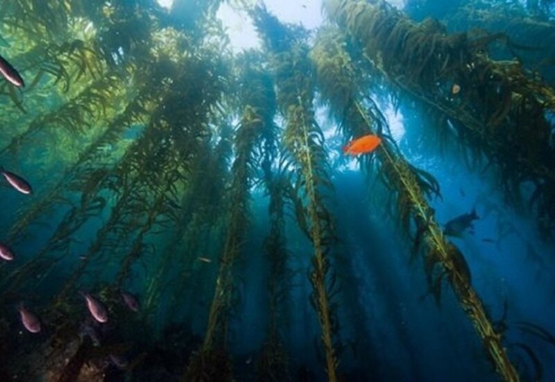 लेक कैंडी, कजाखस्तान