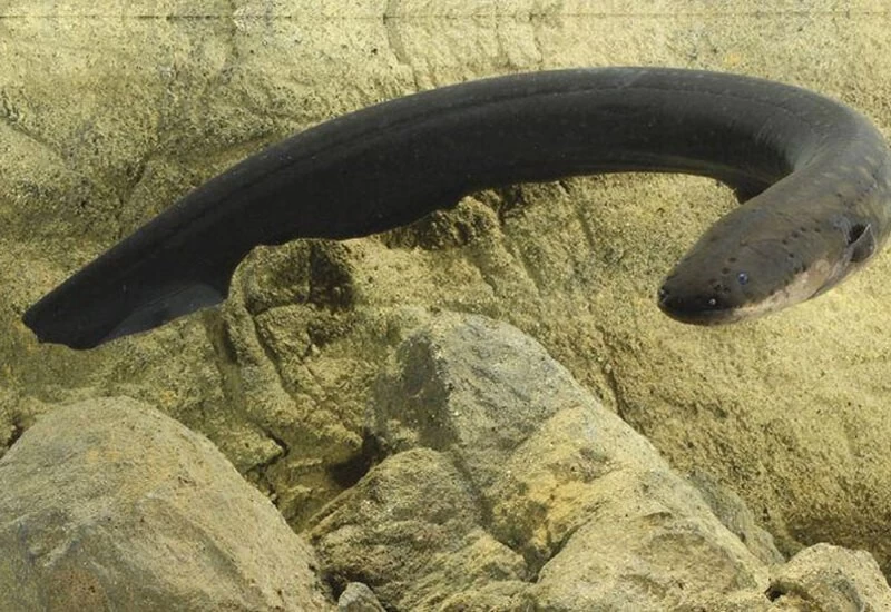 Private Part से होते हुए शख्स के पेट में चली गई 20 cm लंबी Eel Fish, कर रहा था ये काम