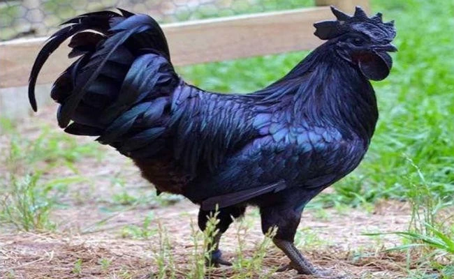 पहली बार मंदिर के प्रसाद को मिला जीआई, मुर्गे को भी मिल चुका, जानें क्या है जीआई टैग?