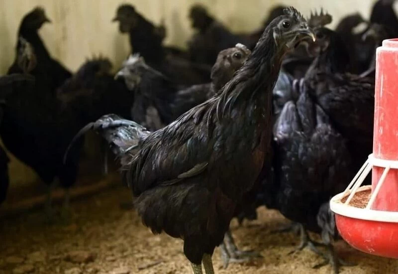 कोरोना ने कड़कनाथ की मांग बढ़ाई, एक मुर्गा 850 रुपये में बिका