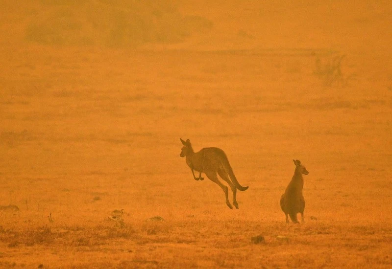 Man saves baby kangaroo from fires that killed 50 animals