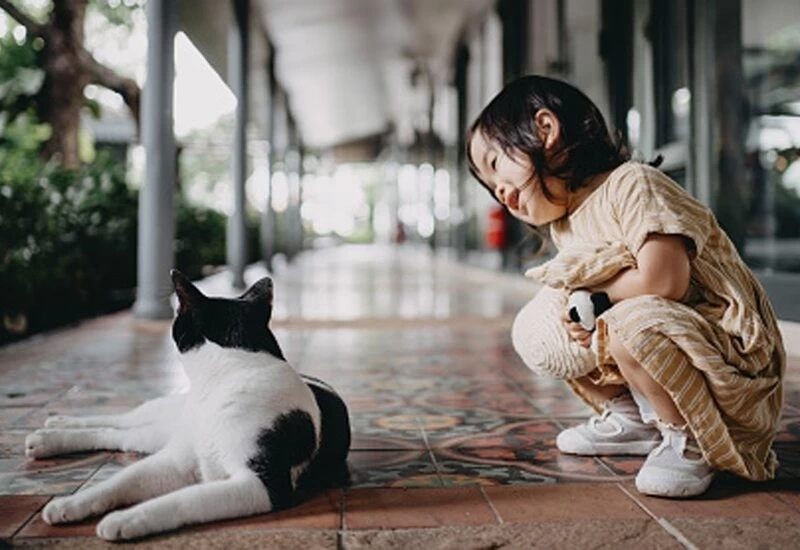 बिल्लियों के साथ खेलना 8 साल की बच्ची को पड़ा महंगा, दाहिनी आंख की रोशनी चली गई