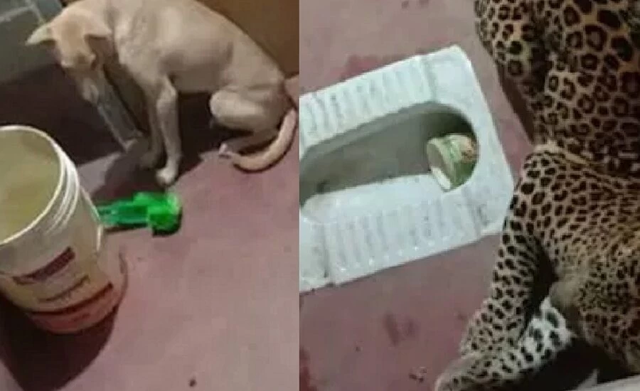 गांव में एक कुत्ता और तेंदुआ सात घंटे तक हो गये एक शौचालय में बंद
