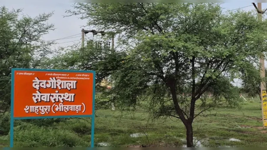 BJP MLA Lalaram Bairwa Accused Of Encroaching 20 Bigha Pasture Land For Trust