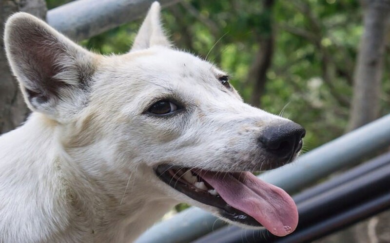 Know here how to survive a dog attack, what to do if dog bites you