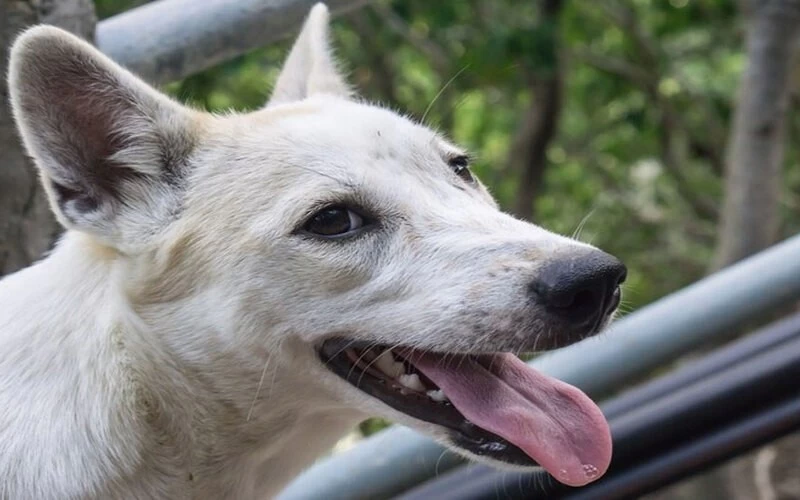 What Does It Mean When You See A White Dog