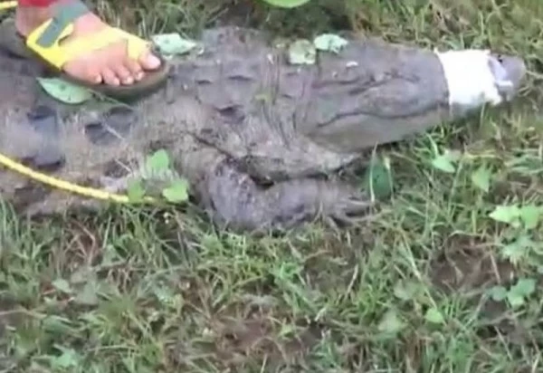 प्रतापगढ़ में दहशत, पिछले 24 घंटे में यहाँ तीन मगरमच्छ पकड़े गए