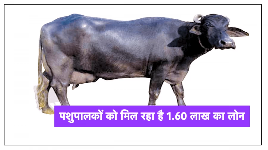 पशुपालकों को मिल रहा है 1.60 लाख का लोन, जल्दी करें आवेदन